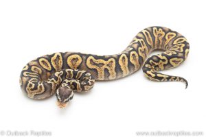 GHI pastel yellowbelly poss het clown ball python for sale
