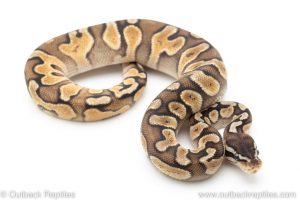 GHI Pastel Enchi ball python for sale