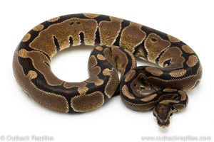ball pythons for sale