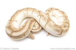 Lesser Bee ball python for sale