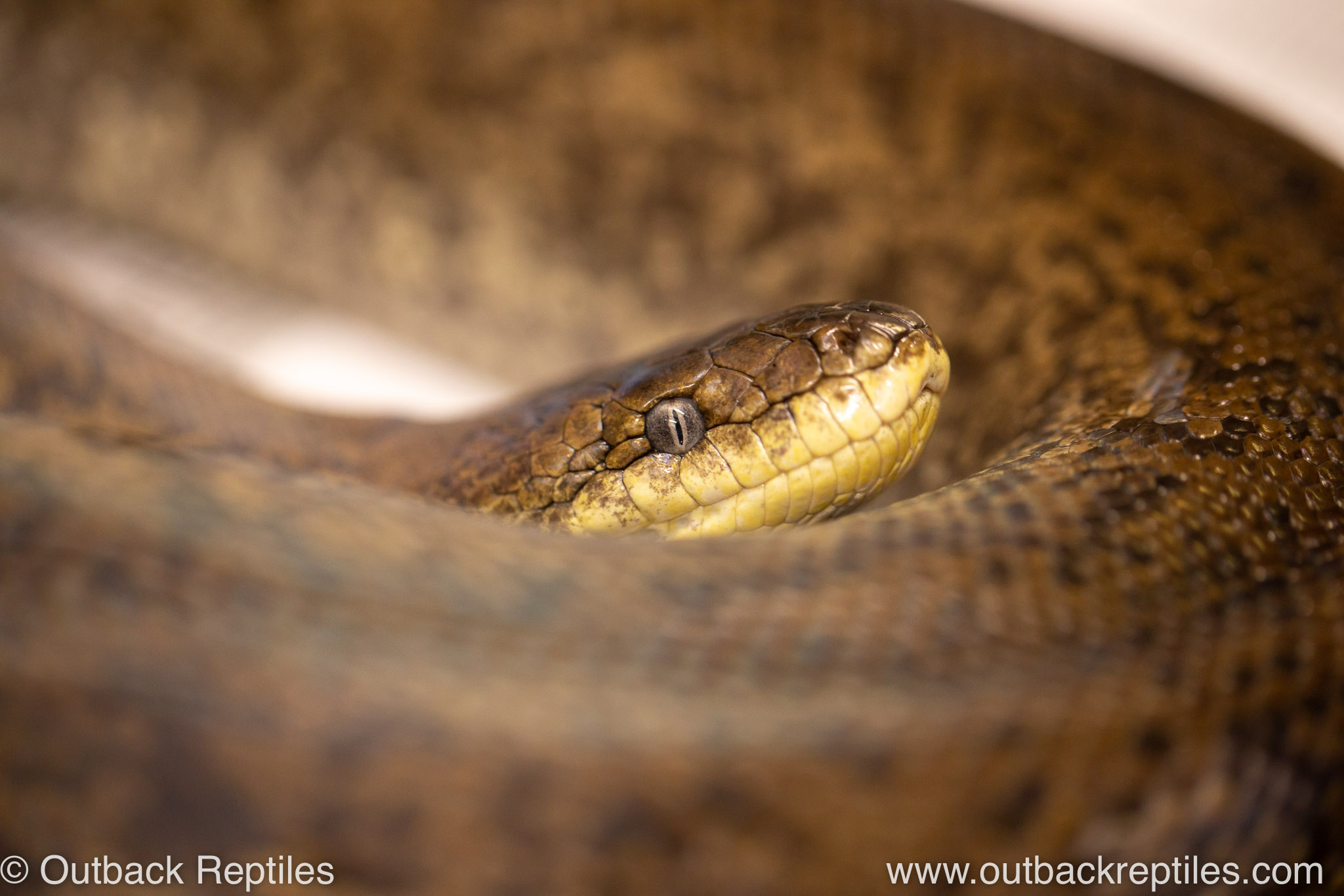 Macklots Python-2 | Outback Reptiles