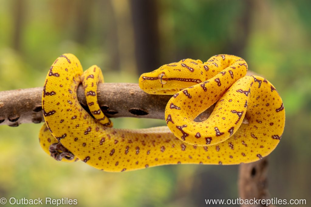 Manok x Cyclops Green Tree Python 2 | Outback Reptiles
