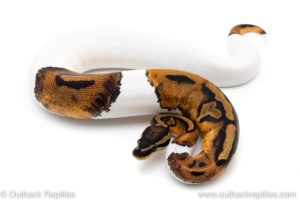 Pied ball python for sale