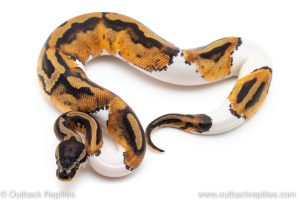 Pied ball python for sale