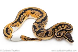 Pied ball python for sale