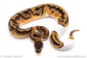 Pied ball python for sale