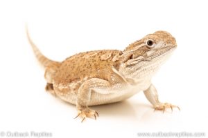 Rankins Dragon for sale