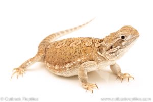 Rankins Dragon for sale