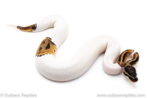 Pied ball python for sale