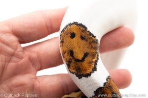 SMiley Emoji Pied ball python for sale