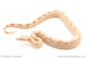 Kahl Albino redtail boa for sale
