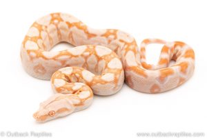 Kahl Albino redtail boa for sale