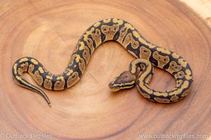 African import ball python for sale