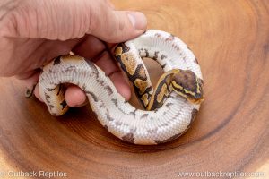 African import ball python for sale