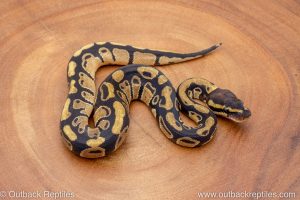 African import ball python for sale