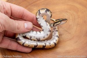 African import ball python for sale