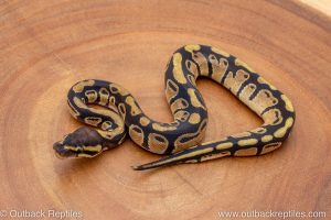 African import ball python for sale