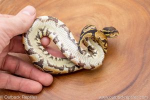 African import ball python for sale