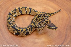 African import ball python for sale