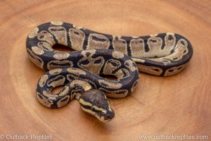 African import ball python for sale