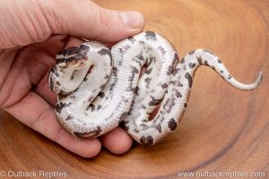 African import ball python for sale