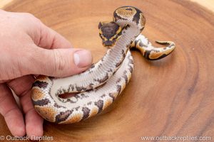 African import ball python for sale