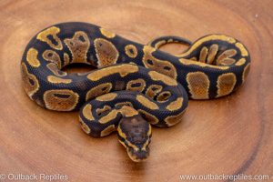 African import ball python for sale