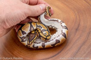 African import ball python for sale