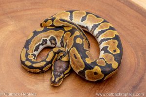 African import ball python for sale