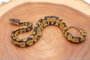 African import ball python for sale