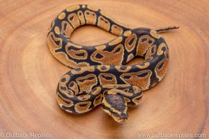 African import ball python for sale
