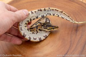 African import ball python for sale