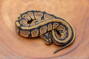 African import ball python for sale