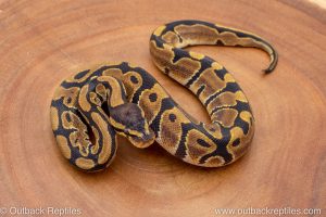 African import ball python for sale