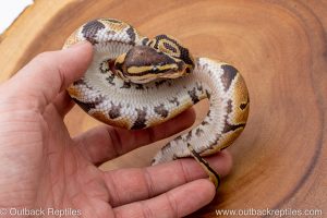 African import ball python for sale