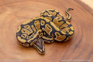 African import ball python for sale