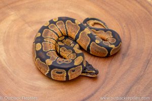 African import ball python for sale