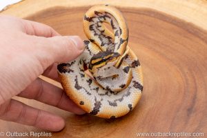 African import ball python for sale