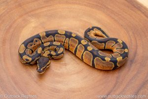 African import ball python for sale