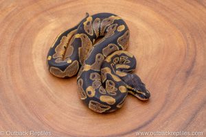 African import ball python for sale