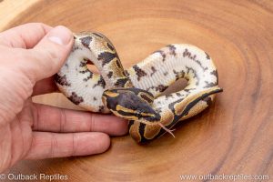 African import ball python for sale