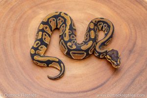 African import ball python for sale