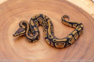 African import ball python for sale