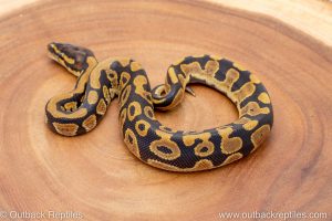 African import ball python for sale