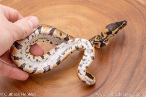 African import ball python for sale