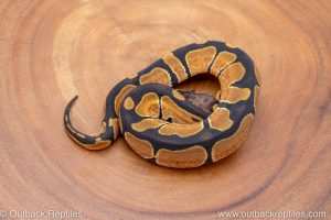 African import ball python for sale