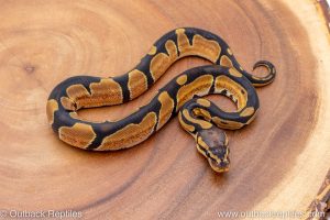 African import ball python for sale