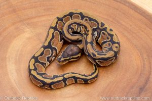 African import ball python for sale