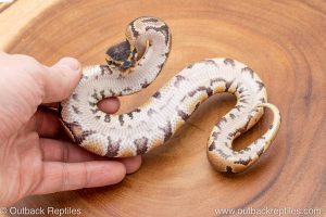 African import ball python for sale