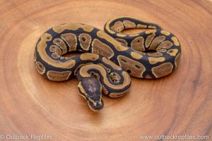 African import ball python for sale